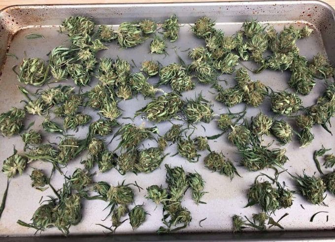 high cbd cannabis buds spread out onto a sheet pan