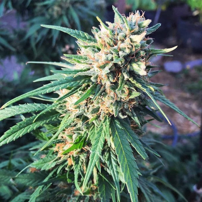 fresh bud of the harlequin strain of cbd cannabis